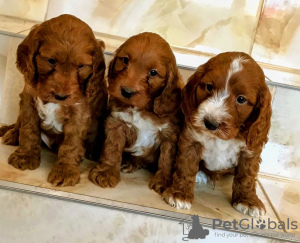 Foto №2 zu Ankündigung № 75799 zu verkaufen english cocker spaniel - einkaufen Litauen quotient 	ankündigung, züchter