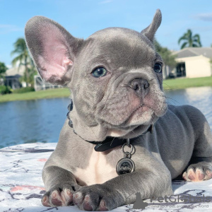 Foto №2 zu Ankündigung № 100261 zu verkaufen französische bulldogge - einkaufen Polen quotient 	ankündigung, vom kindergarten, aus dem tierheim, züchter