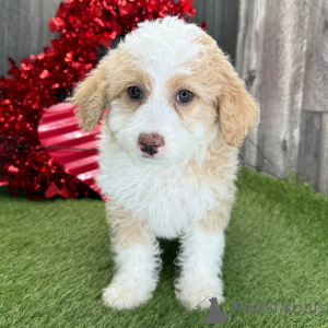 Foto №1.  - zum Verkauf in der Stadt Berlin | 600€ | Ankündigung № 134930