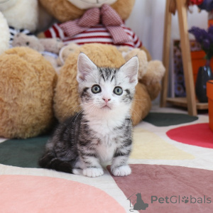 Foto №2 zu Ankündigung № 152216 zu verkaufen munchkin - einkaufen USA züchter