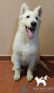 Foto №2 zu Ankündigung № 15813 zu verkaufen berger blanc suisse - einkaufen Russische Föderation vom kindergarten