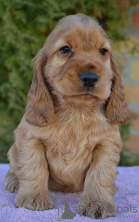 Foto №3. English Cocker Spaniel Welpen. Serbien