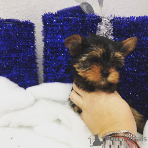Foto №2 zu Ankündigung № 149977 zu verkaufen yorkshire terrier - einkaufen USA quotient 	ankündigung, vom kindergarten, aus dem tierheim, züchter