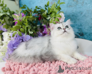 Foto №2 zu Ankündigung № 144503 zu verkaufen schottische faltohrkatze - einkaufen Ukraine züchter