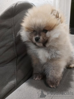 Foto №3. Beautiful Pomeranian puppies - Your new family member. Serbien