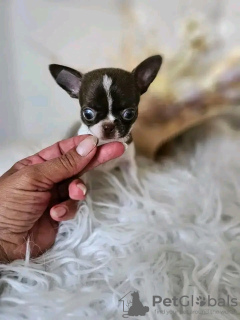 Foto №3. Entzückende Toilette trainiert. Frankreich