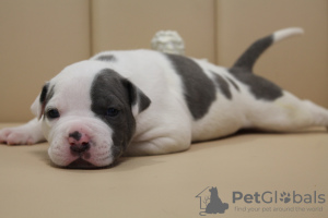 Foto №2 zu Ankündigung № 62653 zu verkaufen staffordshire bull terrier - einkaufen Moldawien züchter