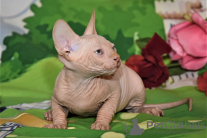 Zusätzliche Fotos: Kätzchen kanadische Sphynx