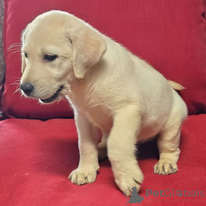 Foto №2 zu Ankündigung № 176362 zu verkaufen labrador retriever - einkaufen Deutschland quotient 	ankündigung