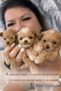 Foto №3. Chinesische Maltipa. Ukraine