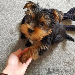 Zusätzliche Fotos: Wunderschöne Yorkshire-Terrier-Welpen zu verkaufen