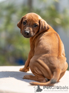 Foto №2 zu Ankündigung № 53361 zu verkaufen rhodesian ridgeback - einkaufen Russische Föderation vom kindergarten