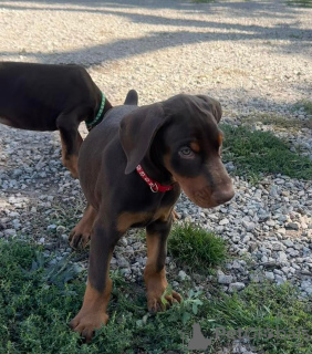 Foto №3. Nuostabūs Dobermano šuniukai. Litauen