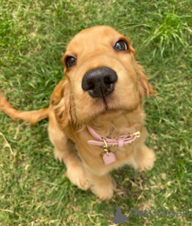 Foto №3. Lernen Sie Jasper kennen, ein neugieriges Herz mit einem Schwanz, der nie. Niederlande