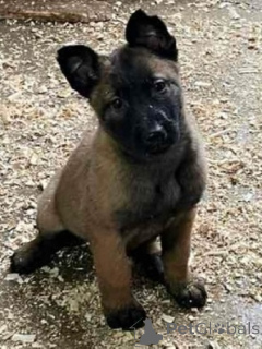 Foto №2 zu Ankündigung № 164831 zu verkaufen belgischer schäferhund - einkaufen Serbien züchter