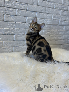 Foto №2 zu Ankündigung № 78049 zu verkaufen bengal katzenrasse - einkaufen Finnland quotient 	ankündigung, vom kindergarten, züchter