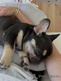 Foto №2 zu Ankündigung № 169357 zu verkaufen französische bulldogge - einkaufen Tschechische Republik züchter