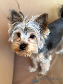 Foto №2. Paarung Service yorkshire terrier. Preis - verhandelt