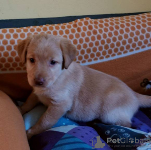 Foto №1. labrador retriever - zum Verkauf in der Stadt Leipzig | verhandelt | Ankündigung № 124951