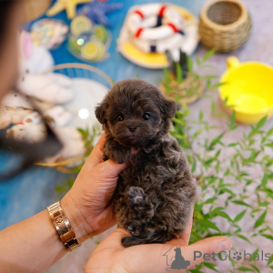Foto №1. maltipu - zum Verkauf in der Stadt Louisiana | 478€ | Ankündigung № 151986