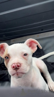 Foto №1. american pit bull terrier - zum Verkauf in der Stadt Charleroi | 320€ | Ankündigung № 176774