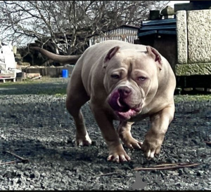 Foto №3. AMERICAN BULLY WELPEN. Deutschland