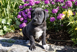 Foto №1. deutsche dogge - zum Verkauf in der Stadt Barsel | verhandelt | Ankündigung № 162205