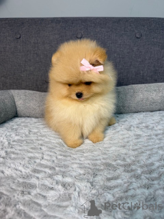 Foto №3. Schattige Pomeriaan-puppy's liebte dieses Jahr für die Zukunft!. Belgien