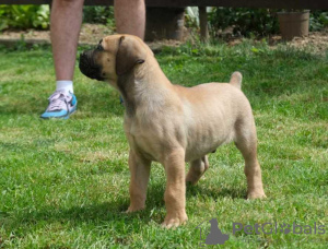 Foto №3. Boerboel (Südafrikanischer Mastiff) Welpen. Belgien