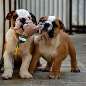 Zusätzliche Fotos: Englische Bulldogge, Spitzen rasse