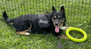 Foto №2 zu Ankündigung № 139153 zu verkaufen mischlingshund - einkaufen Russische Föderation 