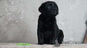 Foto №1. labrador retriever - zum Verkauf in der Stadt Wolgograd | 616€ | Ankündigung № 106970