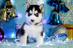 Foto №3. Lustige und lustige Freunde suchen ihre Besitzer. Russische Föderation