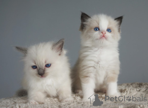 Foto №1. ragdoll-katze - zum Verkauf in der Stadt Bern | verhandelt | Ankündigung № 122085