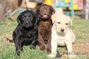 Foto №2 zu Ankündigung № 167082 zu verkaufen labrador retriever - einkaufen Belgien quotient 	ankündigung, züchter