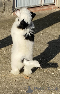 Foto №4. Ich werde verkaufen chinesischer schopfhund in der Stadt Belgrad. züchter - preis - verhandelt