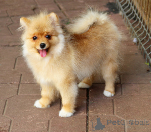 Foto №3. Svetlana Nikolaevna Kuznetsova. Russische Föderation