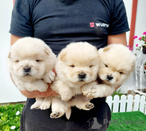 Foto №4. Ich werde verkaufen chow-chow in der Stadt Sombor.  - preis - verhandelt