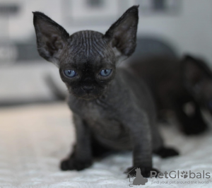Foto №2 zu Ankündigung № 133260 zu verkaufen devon rex - einkaufen Deutschland quotient 	ankündigung
