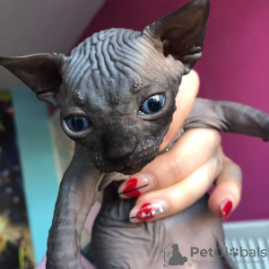 Foto №1. sphynx-katze - zum Verkauf in der Stadt Лумийоки | 430€ | Ankündigung № 84185