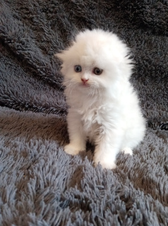 Foto №3. Schneeweiße Katze mit bunten Augen. Russische Föderation