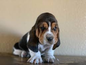Foto №1. basset hound - zum Verkauf in der Stadt Аугсбург | verhandelt | Ankündigung № 136770
