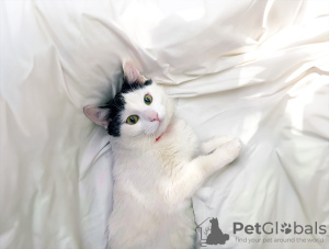 Foto №3. Eine sehr anhängliche junge Katze Zucchini sucht dringend ein Zuhause. Weißrussland