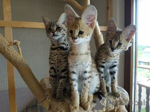 Foto №2 zu Ankündigung № 169483 zu verkaufen savannah-katze - einkaufen Finnland züchter