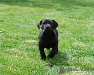 Zusätzliche Fotos: Boerboel-Welpen (Südafrikanischer Mastiff).