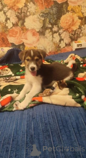 Foto №2 zu Ankündigung № 153727 zu verkaufen mischlingshund - einkaufen Russische Föderation quotient 	ankündigung