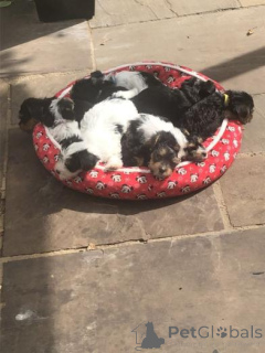 Foto №1. biewer terrier - zum Verkauf in der Stadt Ežerėlis | verhandelt | Ankündigung № 159987