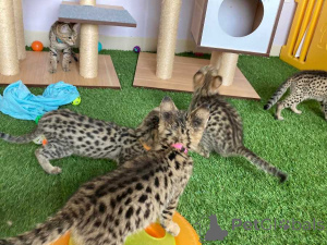 Foto №1. savannah-katze - zum Verkauf in der Stadt Berlin | 484€ | Ankündigung № 174490