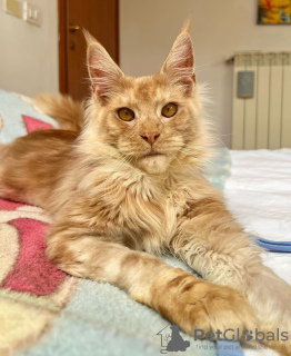 Foto №1. maine-coon-katze - zum Verkauf in der Stadt Berlin | 284€ | Ankündigung № 103203