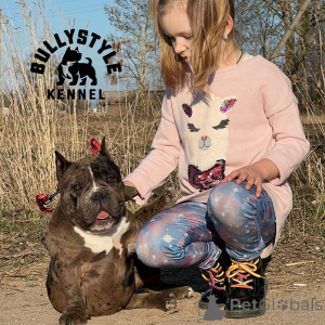Foto №2 zu Ankündigung № 138737 zu verkaufen american bully - einkaufen Lettland vom kindergarten